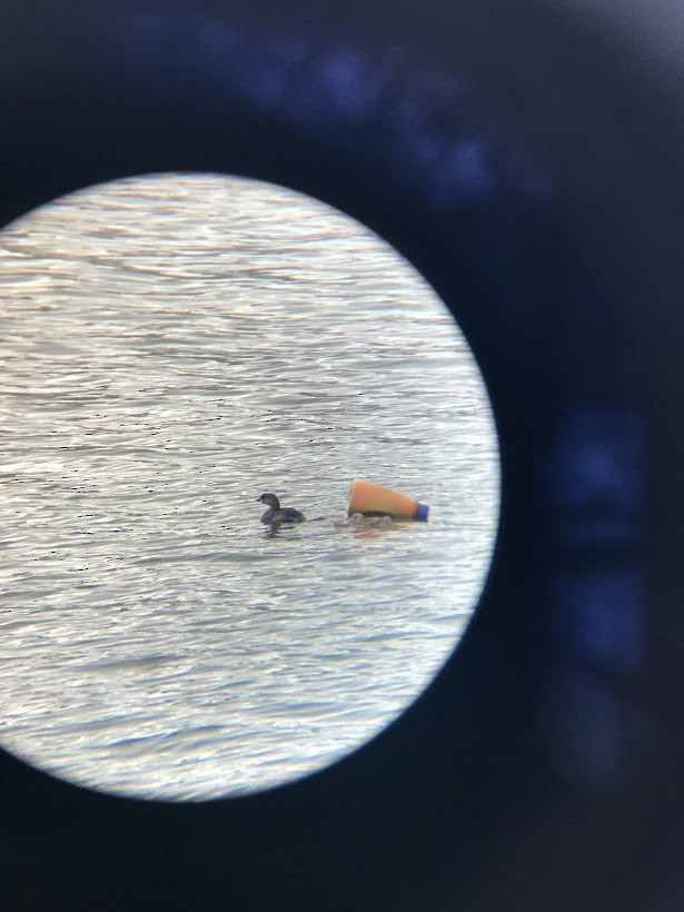 Pied-billed Grebe - ML143743051