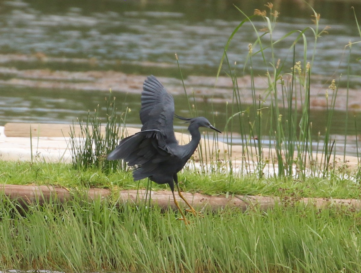 Slaty Egret - ML143744871