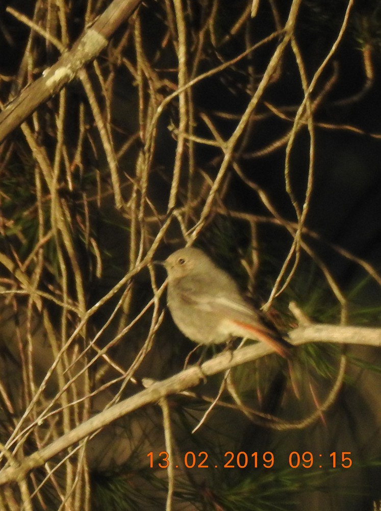 Black Redstart - ML143745641