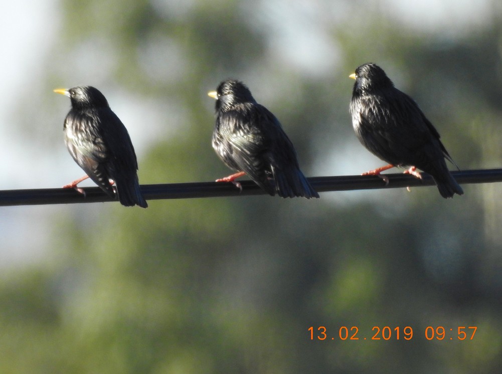 Spotless Starling - ML143746141