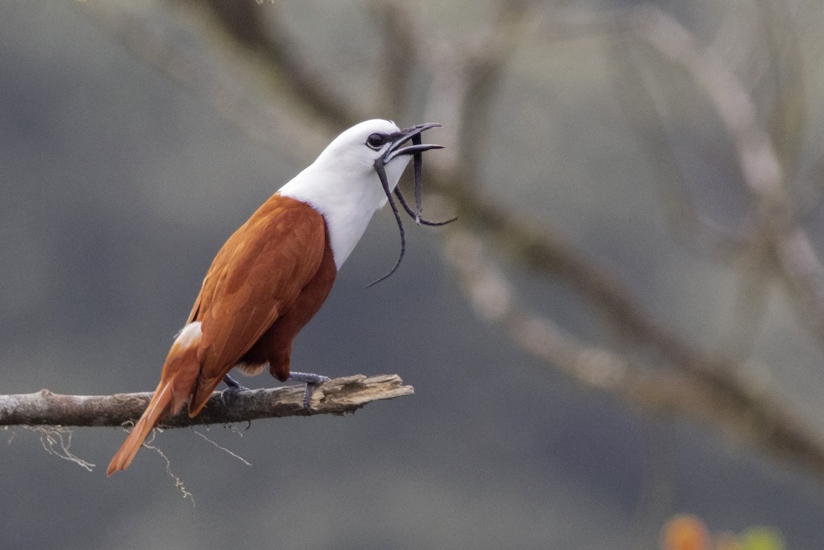 Three-wattled Bellbird - ML143747221