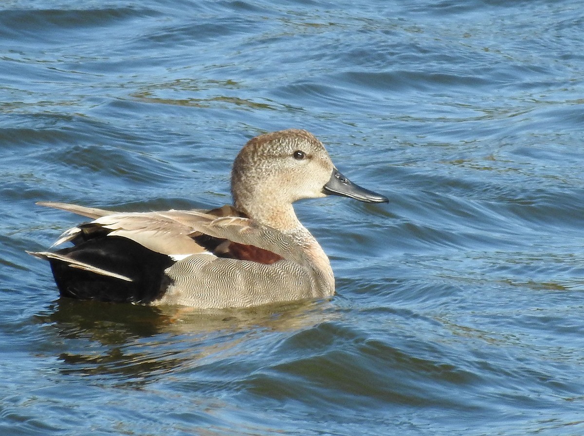 Gadwall - ML143747491