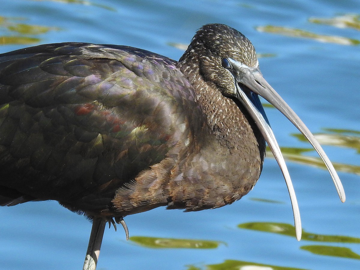 Glossy Ibis - ML143748001