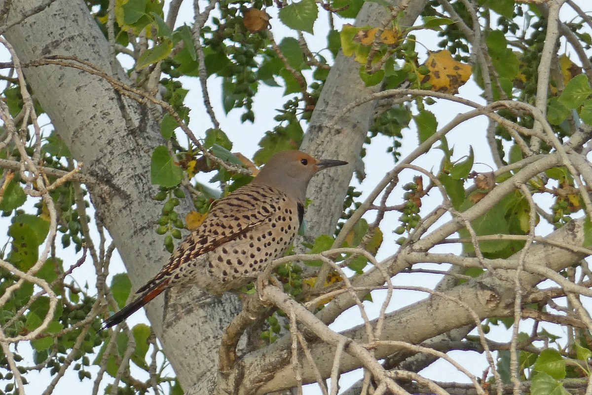 Northern Flicker (Red-shafted) - ML143749121