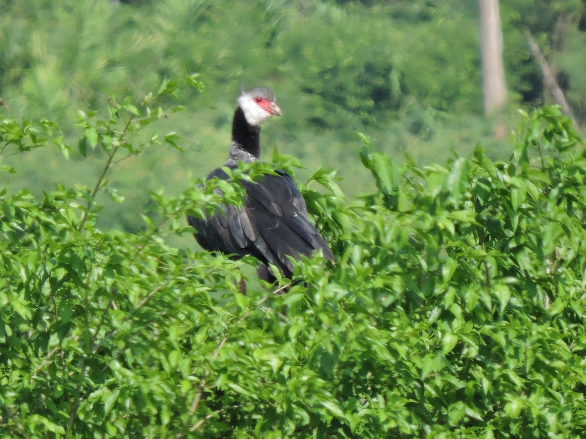 Weißwangen-Wehrvogel - ML143749921