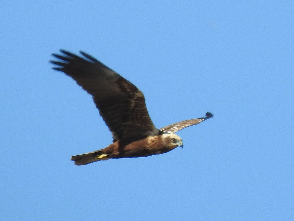 Western Marsh Harrier - Brian Carruthers