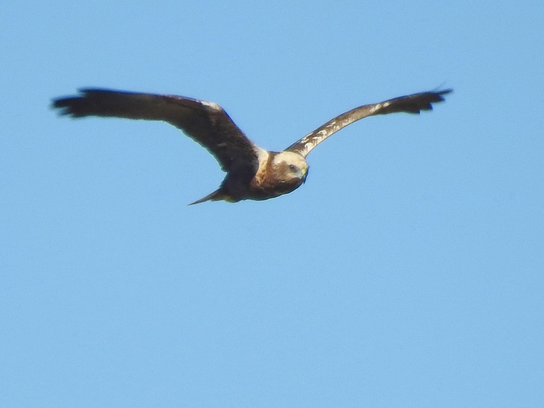 Western Marsh Harrier - Brian Carruthers