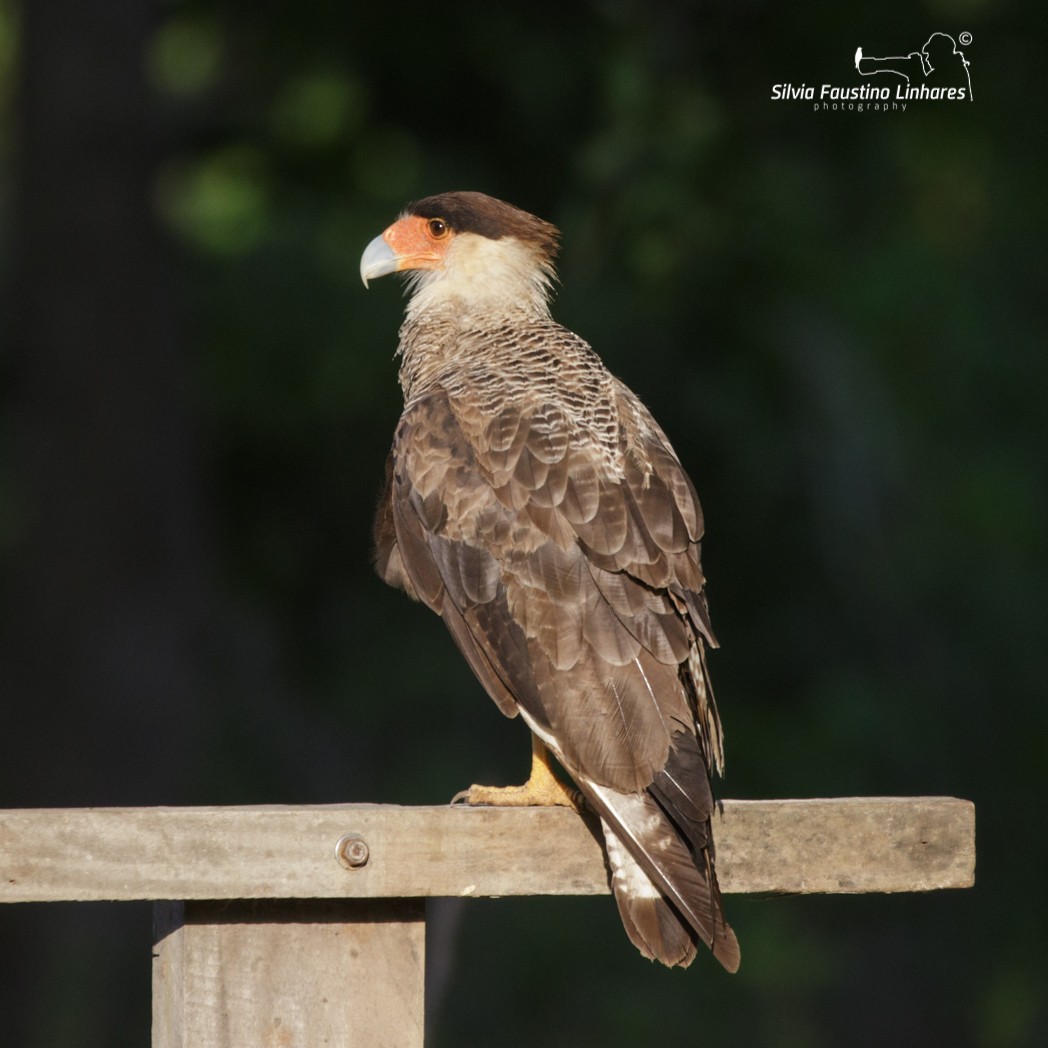 Crested Caracara (Southern) - ML143752211