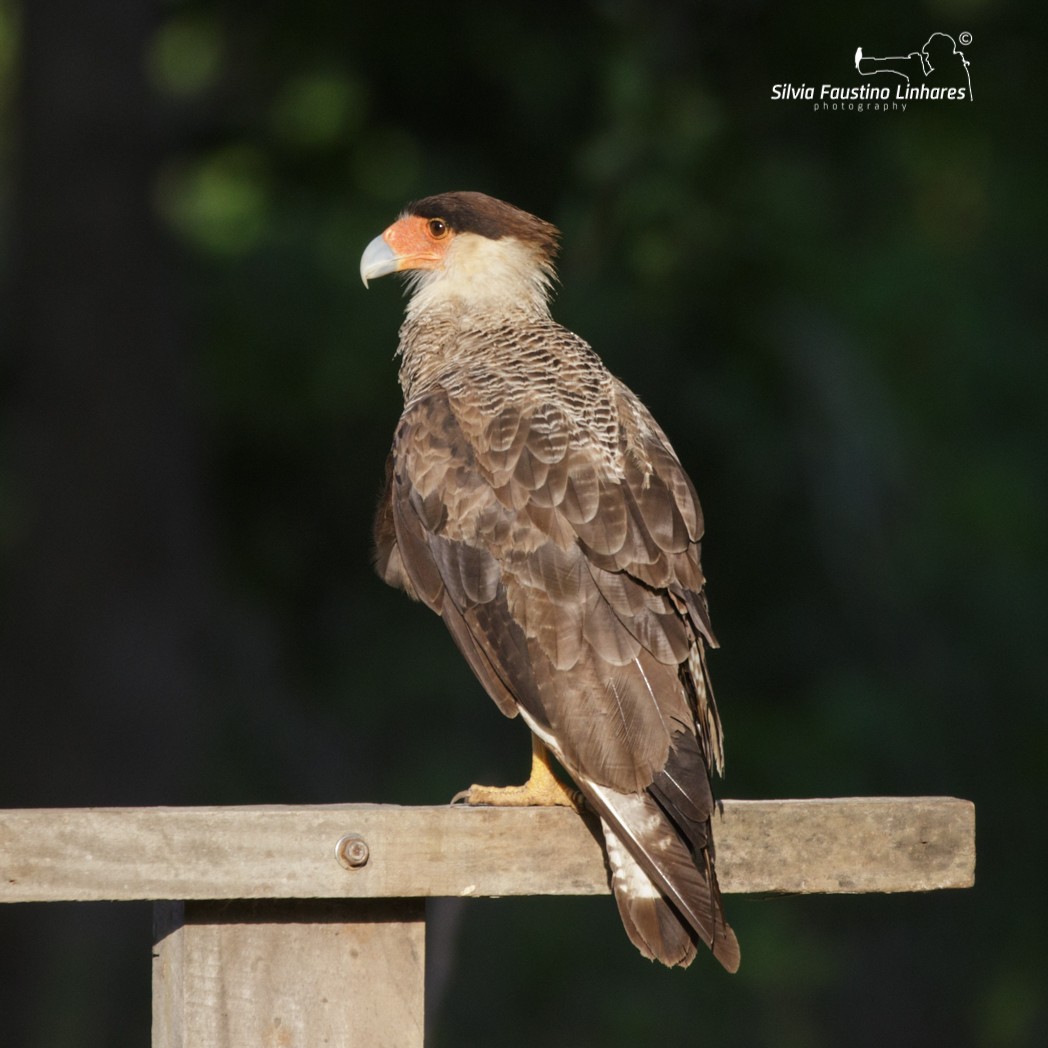 Caracara Carancho (sureño) - ML143752211