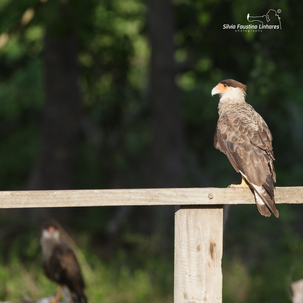 Crested Caracara (Southern) - ML143752221