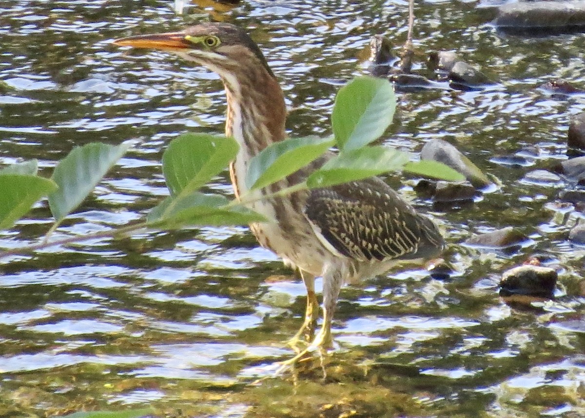 Green Heron - ML143752241