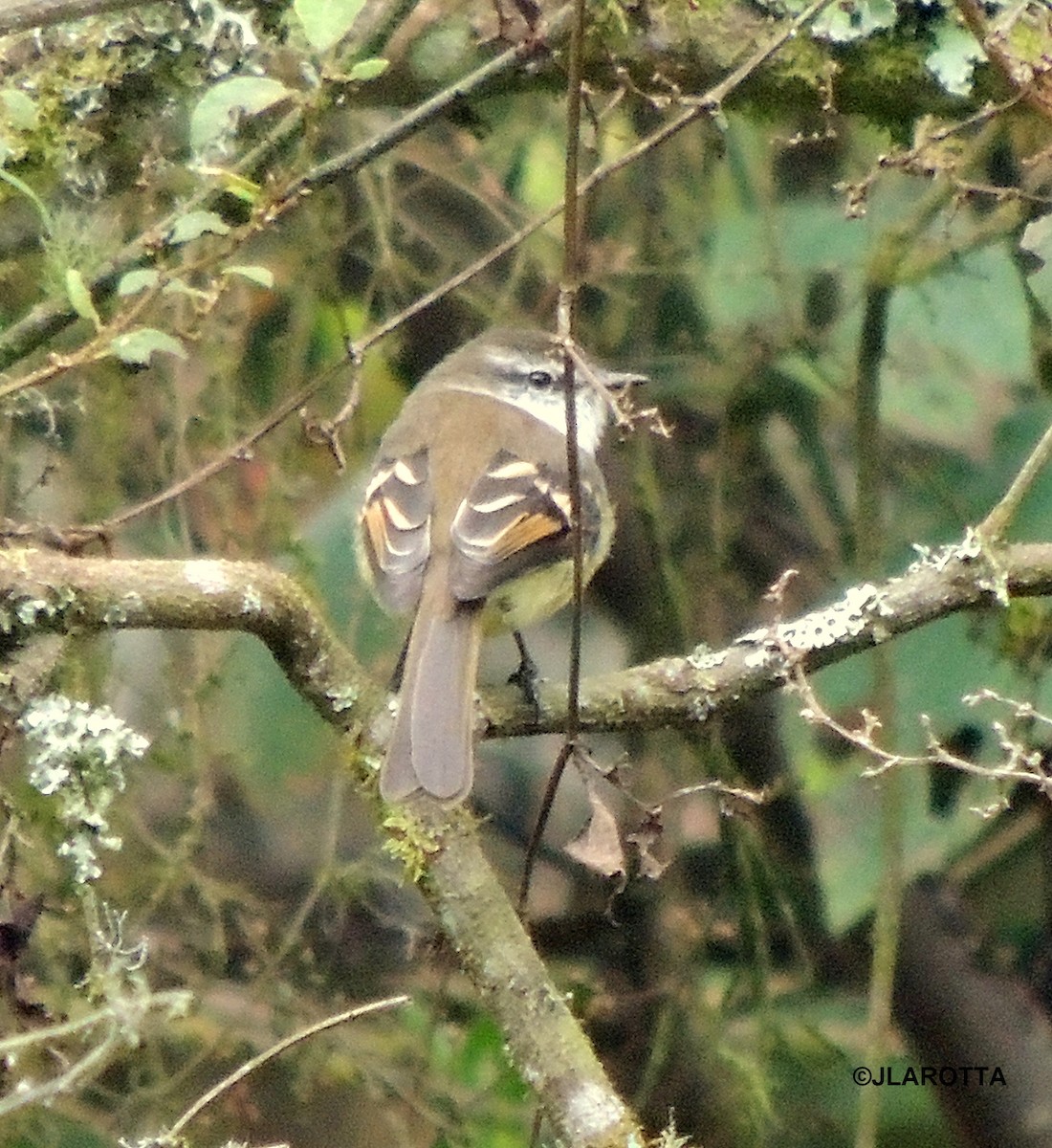 White-throated Tyrannulet - ML143752681