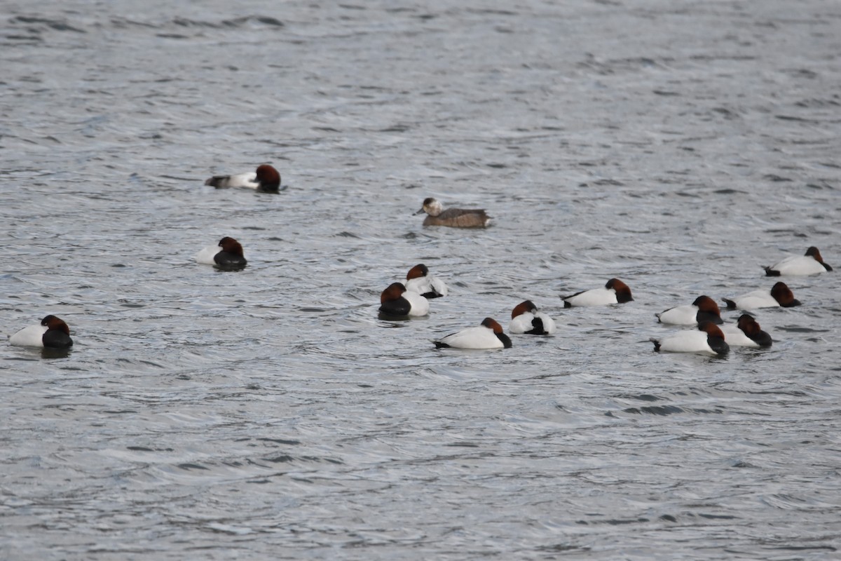 Canvasback - Kevin Rinard