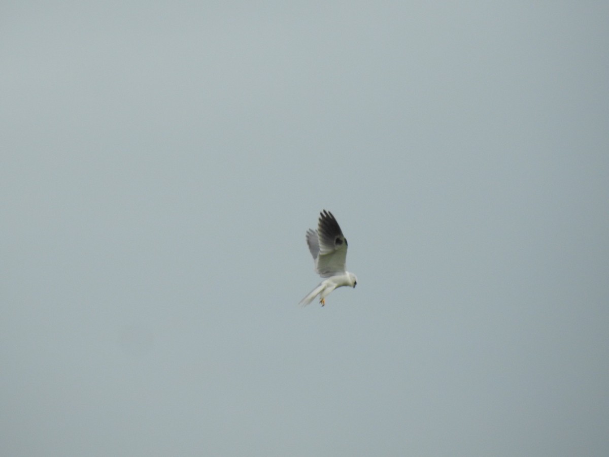 White-tailed Kite - ML143753901