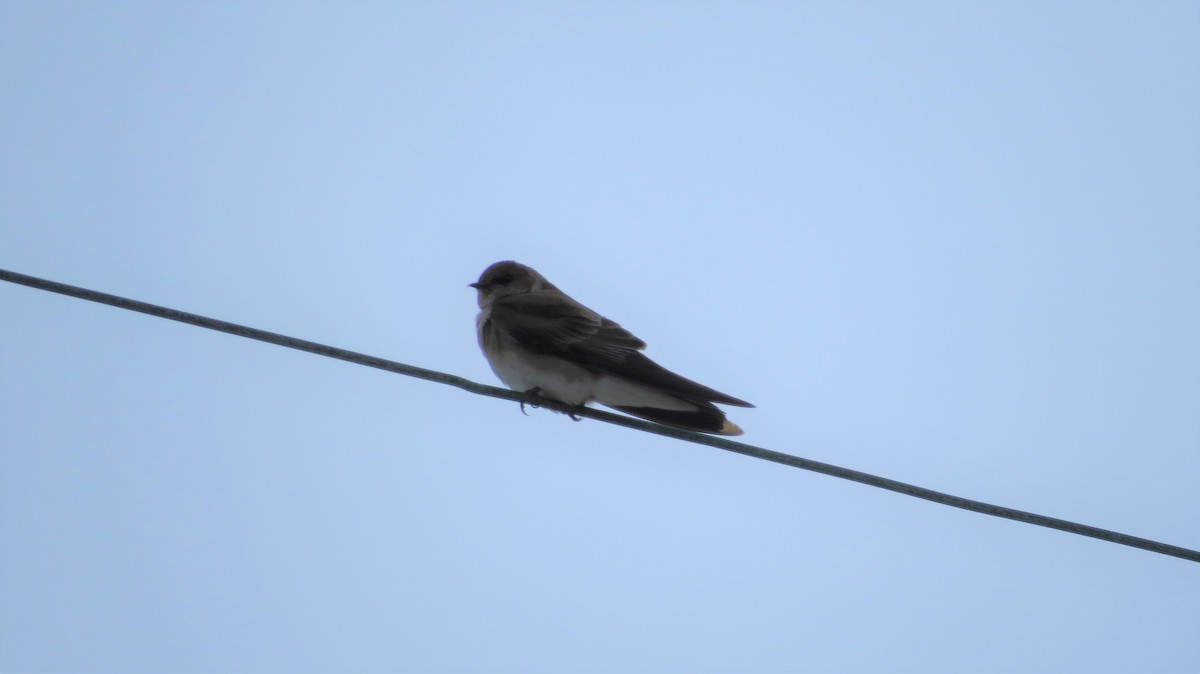 Northern Rough-winged Swallow - John Murphy
