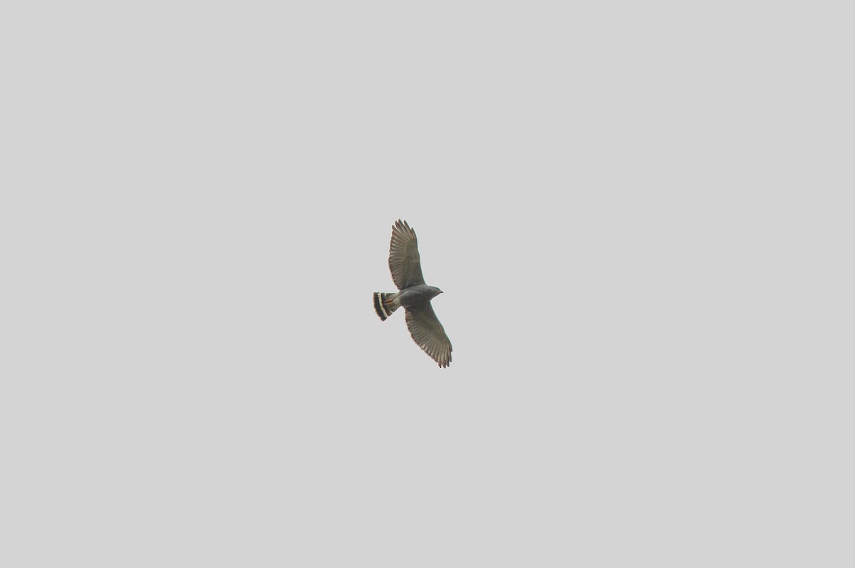 Gray Hawk - ML143754461