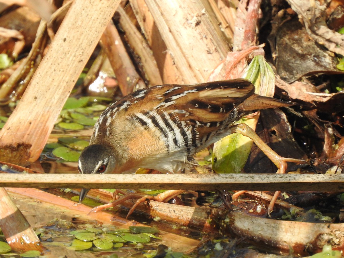 Yellow-breasted Crake - ML143754821