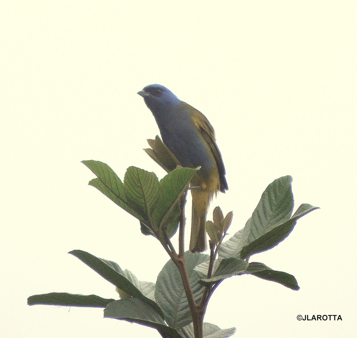 Blue-capped Tanager - Jorge La Rotta