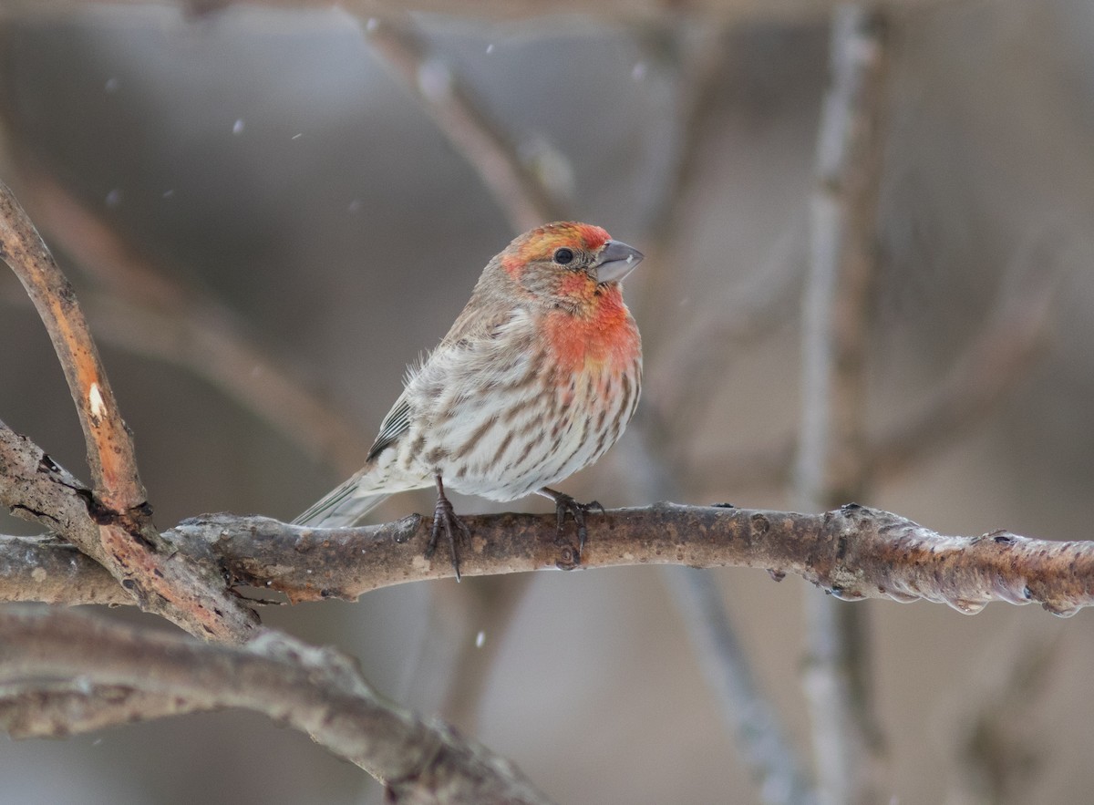 House Finch - ML143755051