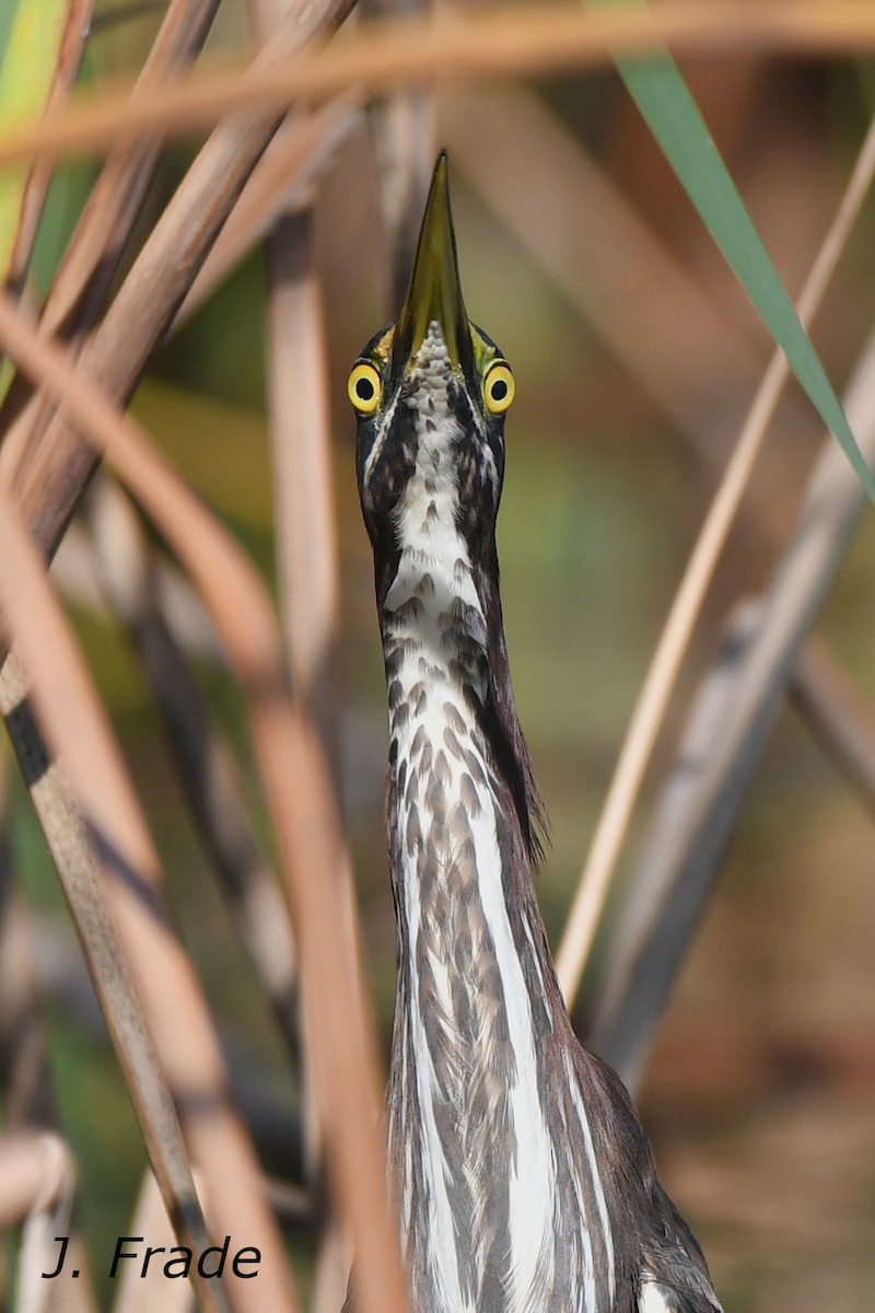 Green Heron - ML143755561