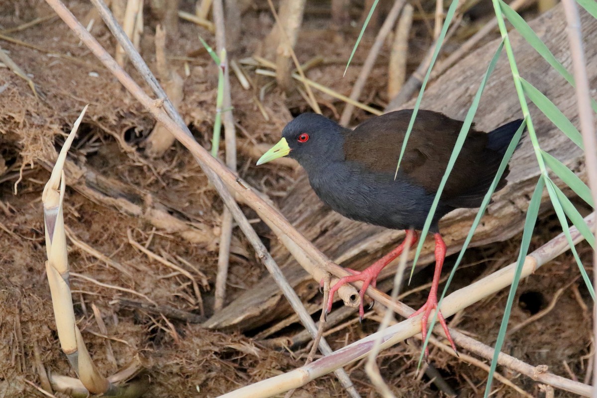 Sakalava Rail - Stephen Gast