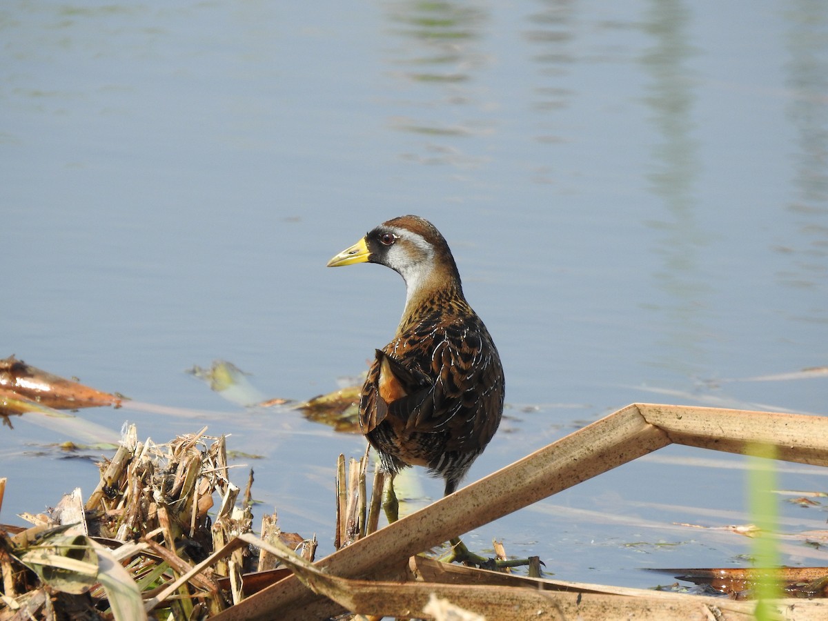 Polluela Sora - ML143757161