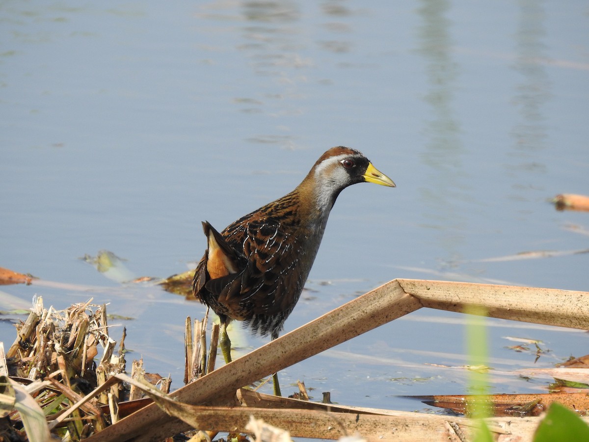 Polluela Sora - ML143757281