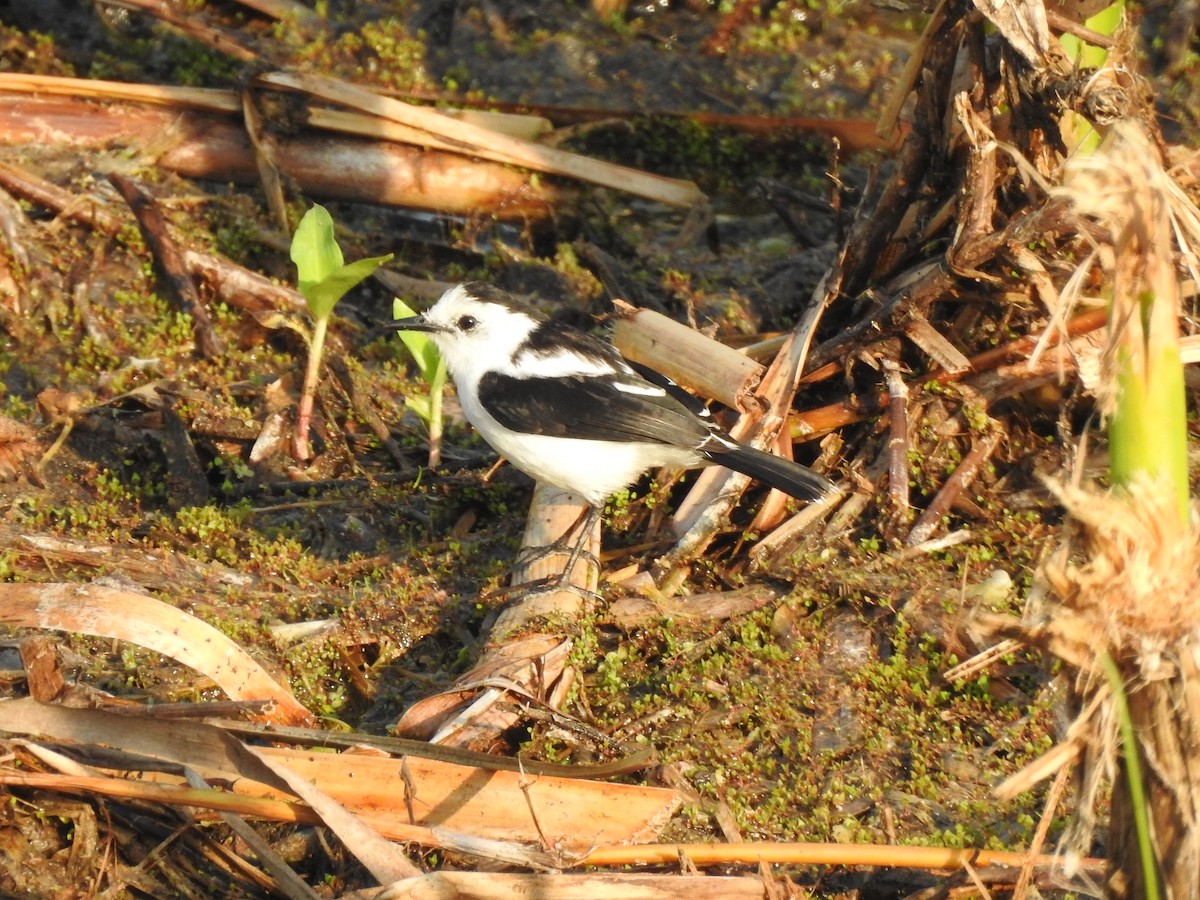 Pied Water-Tyrant - ML143759071