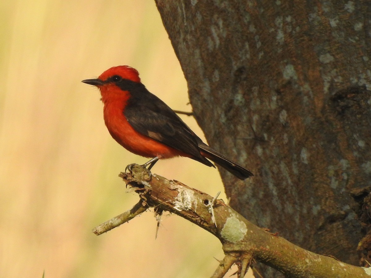 Vermilion Flycatcher - ML143759161