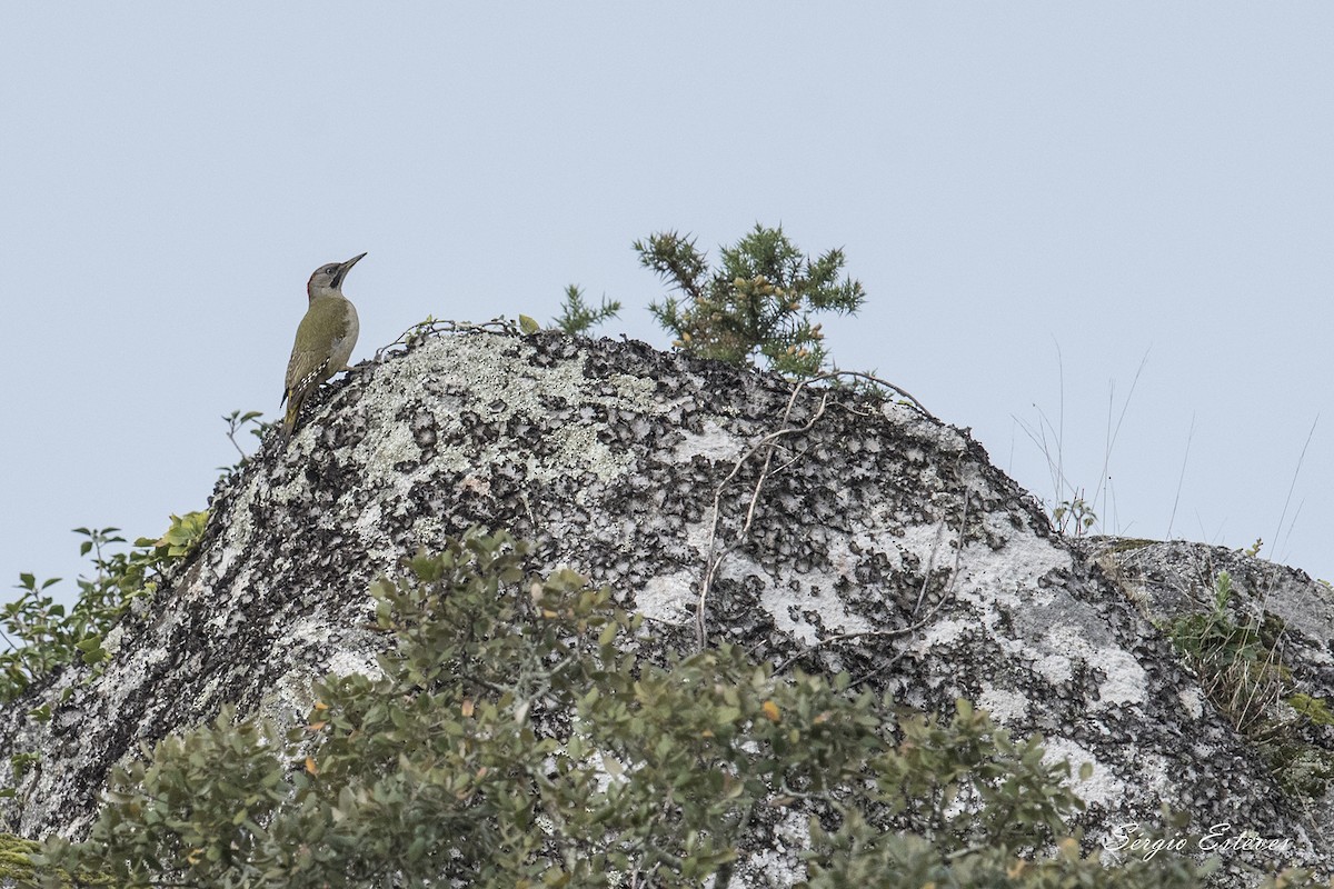 Iberian Green Woodpecker - ML143759871