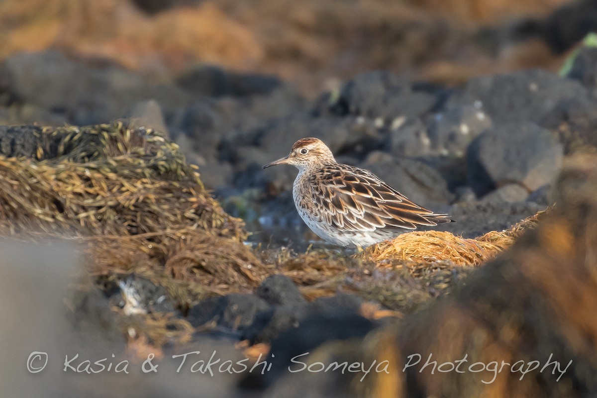 Sharp-tailed Sandpiper - ML143761151