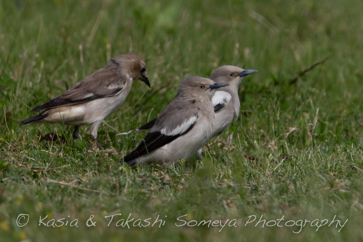 White-shouldered Starling - ML143761341