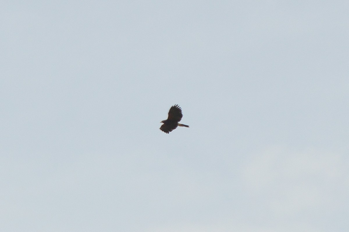 Harris's Hawk - ML143761501