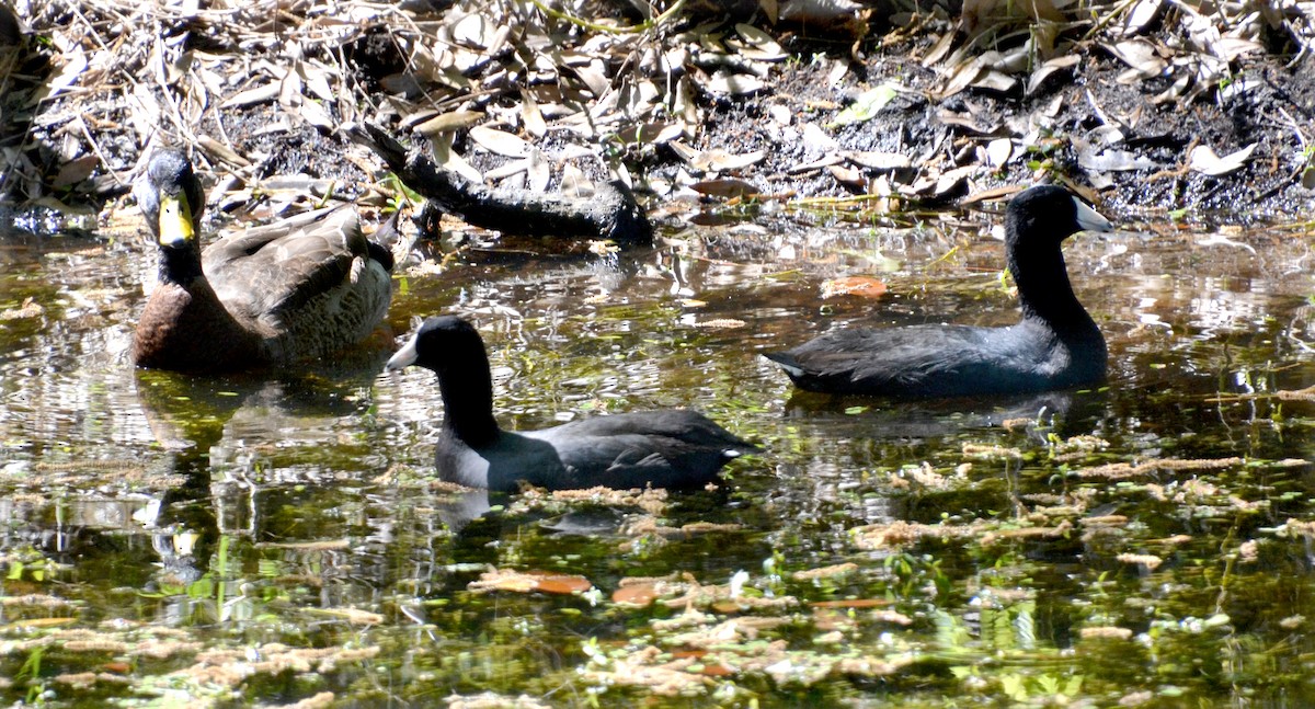 American Coot - ML143762241