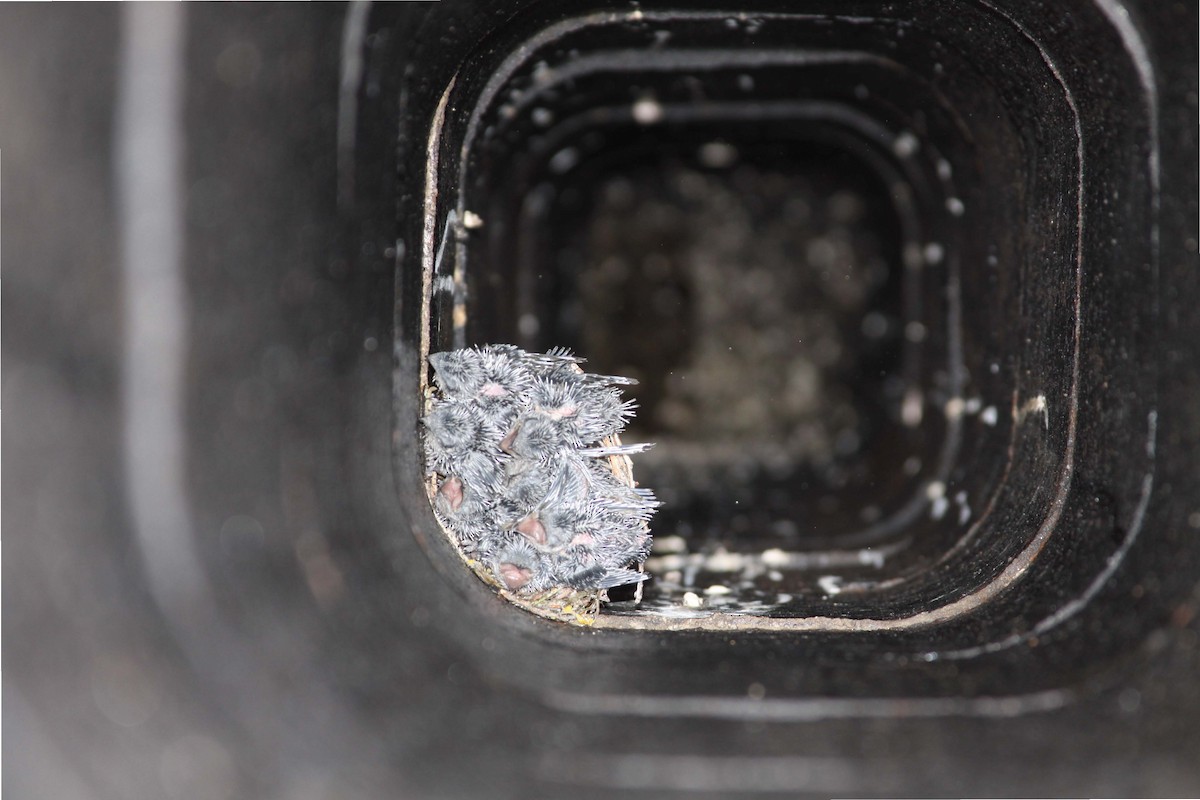 Vaux's Swift - ML143764391