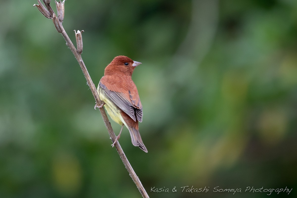 Chestnut Bunting - Kasia & Takashi Someya