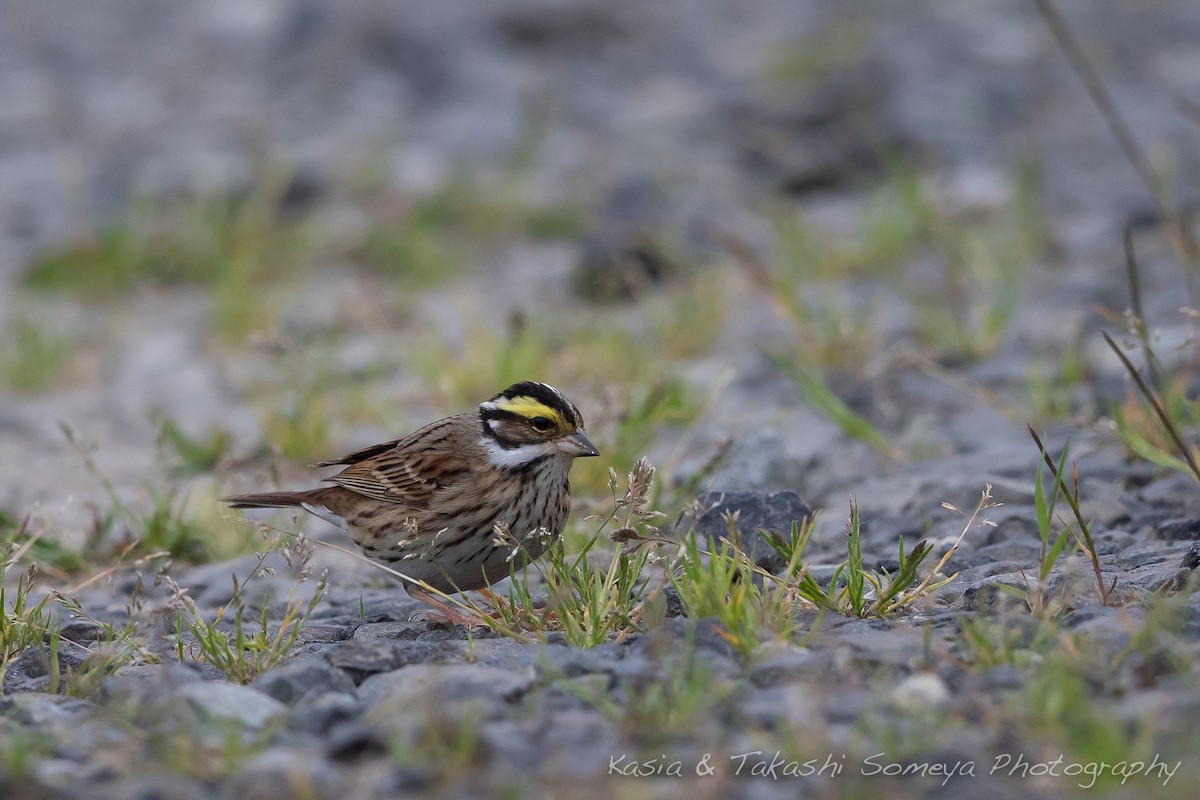 Yellow-browed Bunting - Kasia & Takashi Someya