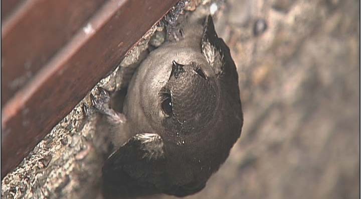 Vaux's Swift - ML143765971