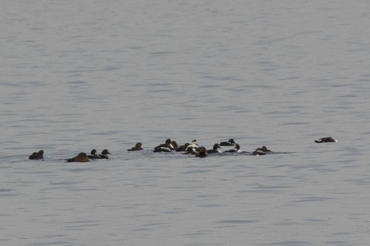 Common Eider - ML143766431