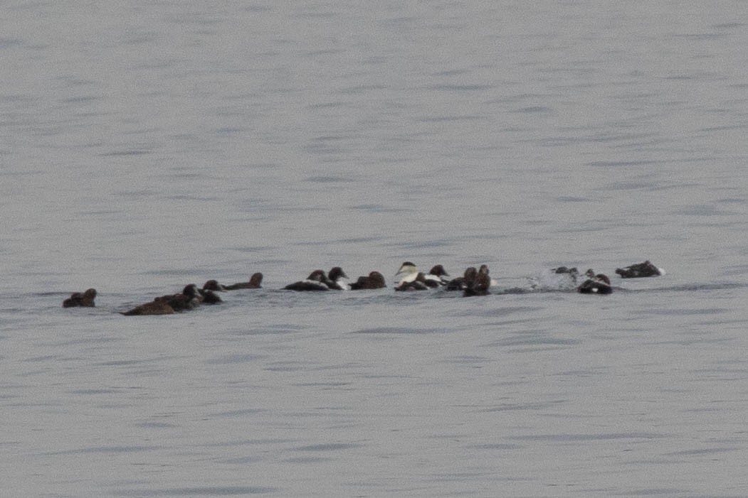 Common Eider - ML143766441