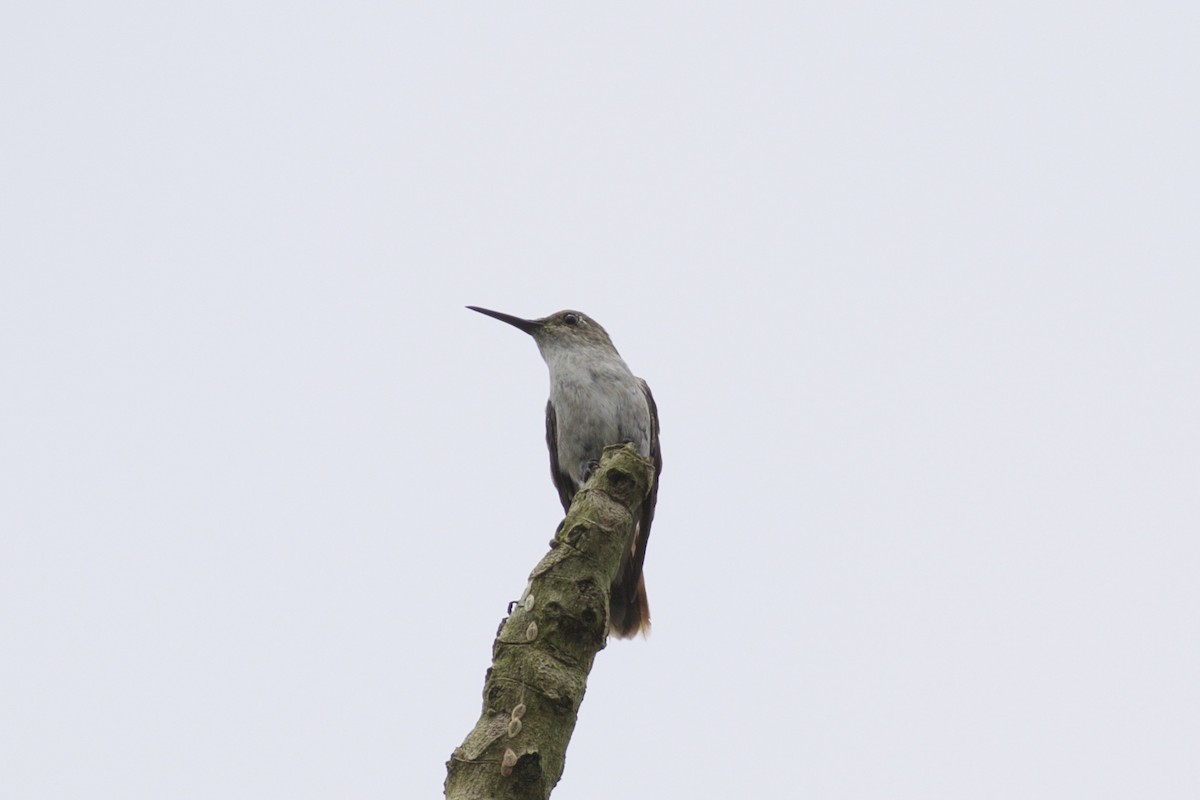 Colibrí Blanquioliva - ML143768161