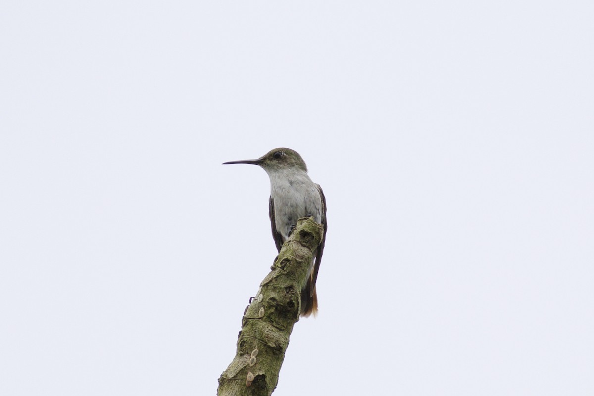 Colibrí Blanquioliva - ML143768181