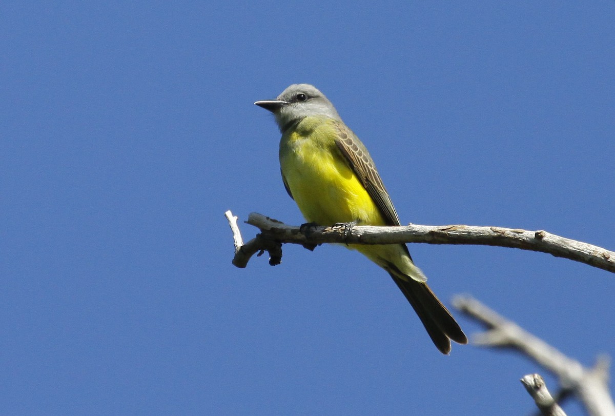 Tropical Kingbird - ML143768351