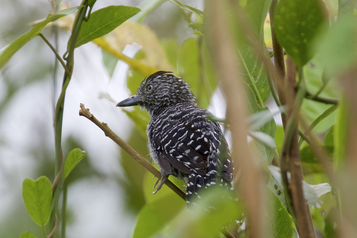 Barred Antshrike - ML143768361