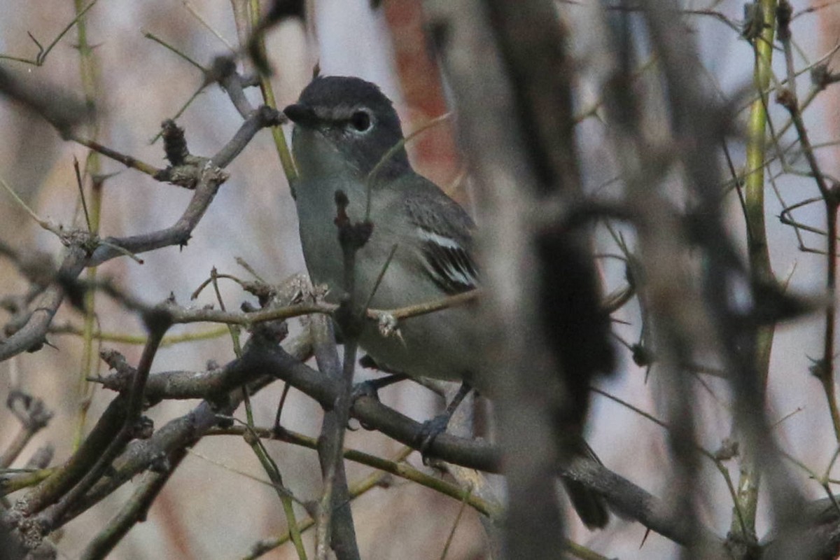 Plumbeous Vireo - amanda haney