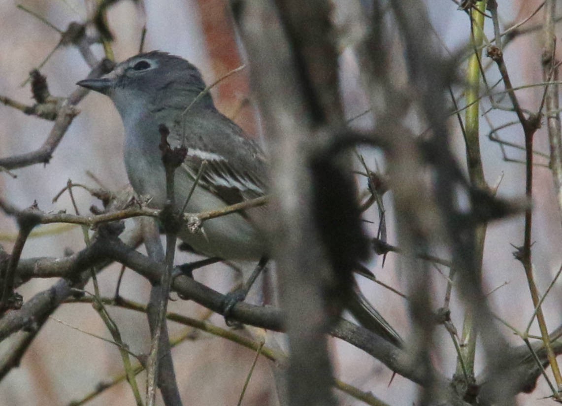 Plumbeous Vireo - amanda haney