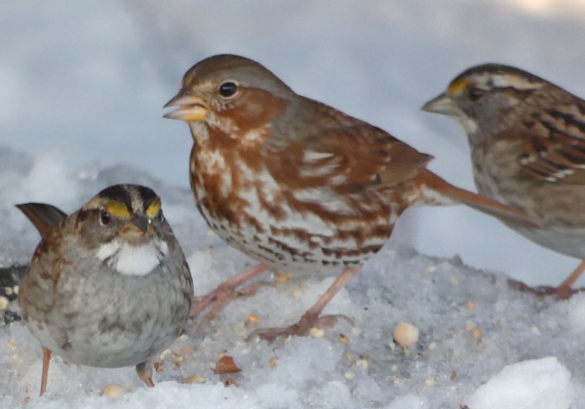 Fox Sparrow - ML143768621