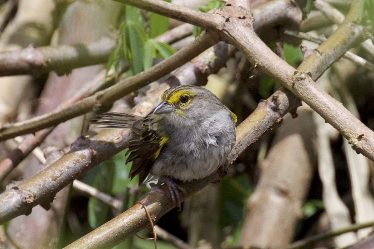 Yellow-browed Sparrow - Nicole Desnoyers