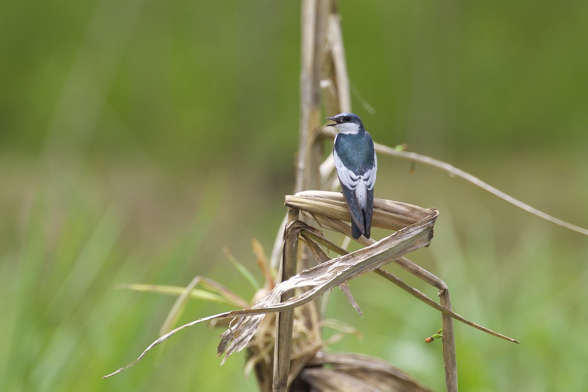 Golondrina Aliblanca - ML143769641