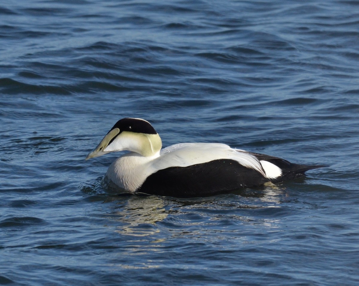 Common Eider - Peter Paul